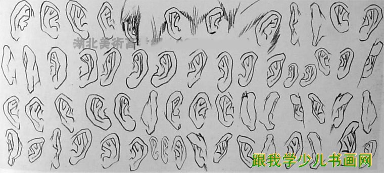 速写耳朵的画法图文讲解-多角度耳朵画法学习