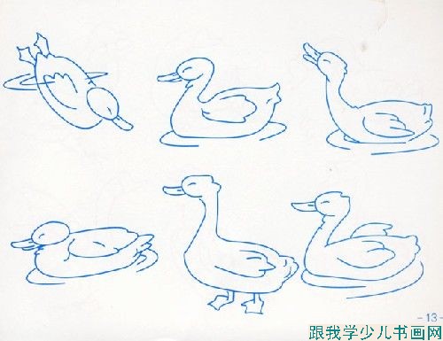 儿童简笔画野鸭各类姿态[图]--跟我学少儿书画